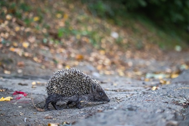 应和战术调 应和战术调